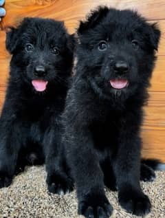 Black German Shepherd Puppies | German Shepherd Long Coat pair