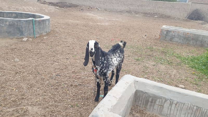 bakri gaban ha or bakra kheera ha bohat acha kad ha 0