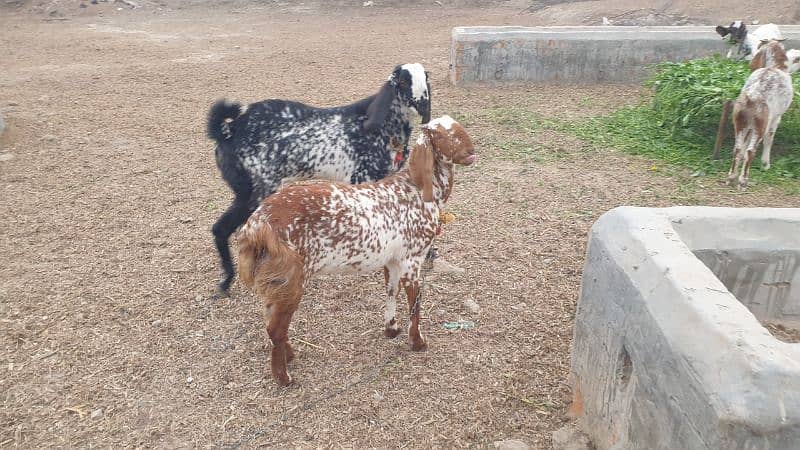 bakri gaban ha or bakra kheera ha bohat acha kad ha 3