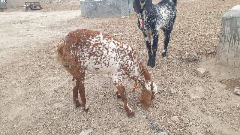 bakri gaban ha or bakra kheera ha bohat acha kad ha 4