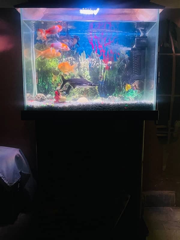 Fish Aquarium | 2 feet | With All Equipment 5