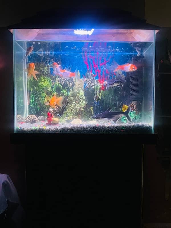 Fish Aquarium | 2 feet | With All Equipment 6