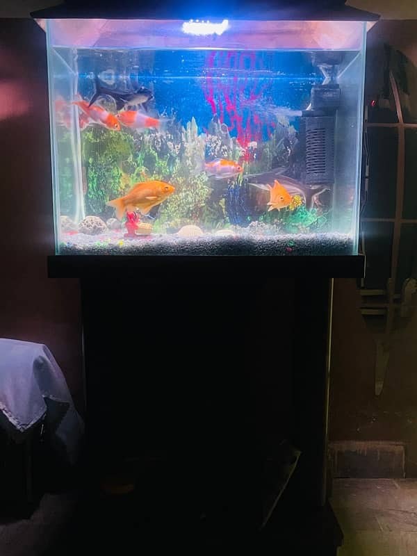 Fish Aquarium | 2 feet | With All Equipment 7