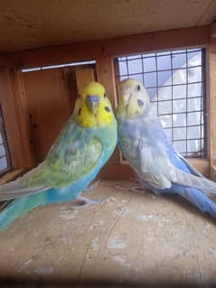 Budgies