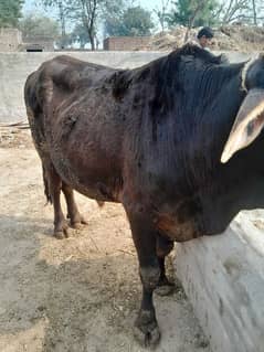 beautiful bull for sahdi biya or qurbai key ley