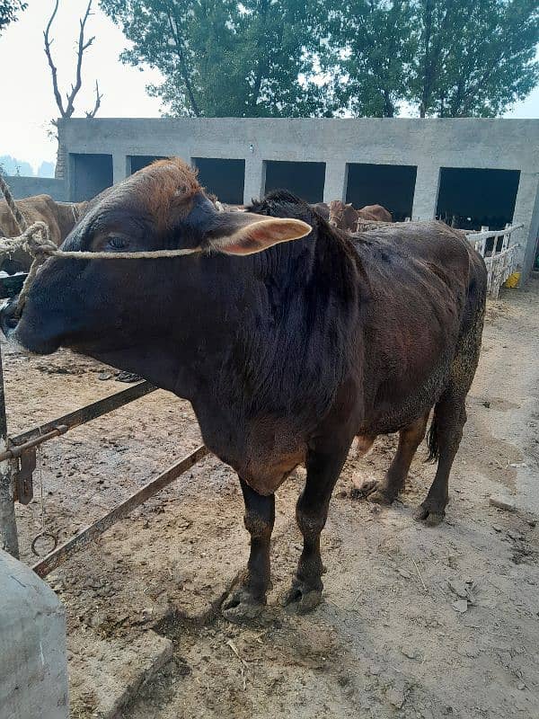 beautiful bull for sahdi biya or qurbai key ley 1