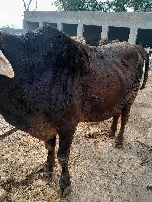 beautiful bull for sahdi biya or qurbai key ley 2