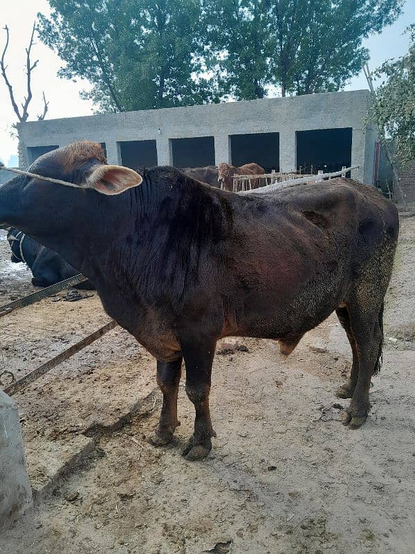 beautiful bull for sahdi biya or qurbai key ley 4