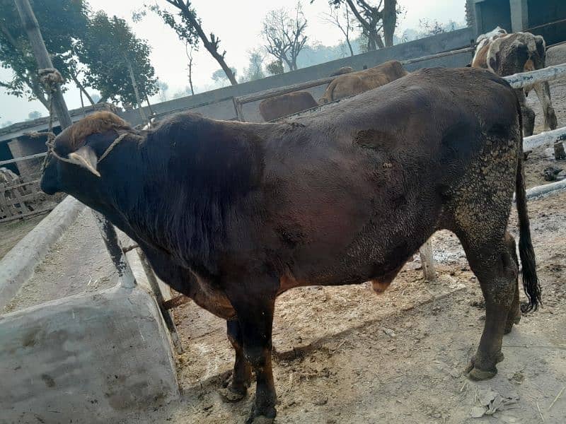 beautiful bull for sahdi biya or qurbai key ley 5