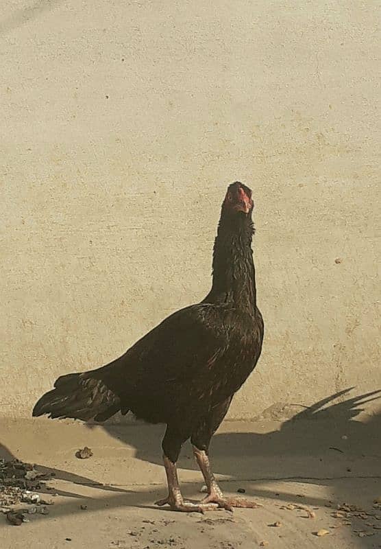 Pure Aseel Hen for sale 0