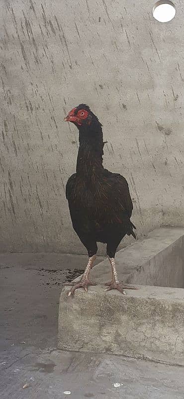 Pure Aseel Hen for sale 1