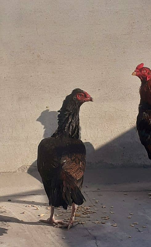 Pure Aseel Hen for sale 2