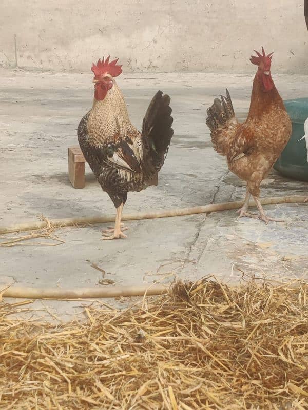 Hens egg lying and males for sale 0