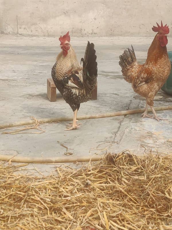 Hens egg lying and males for sale 1