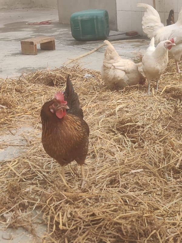 Hens egg lying and males for sale 2