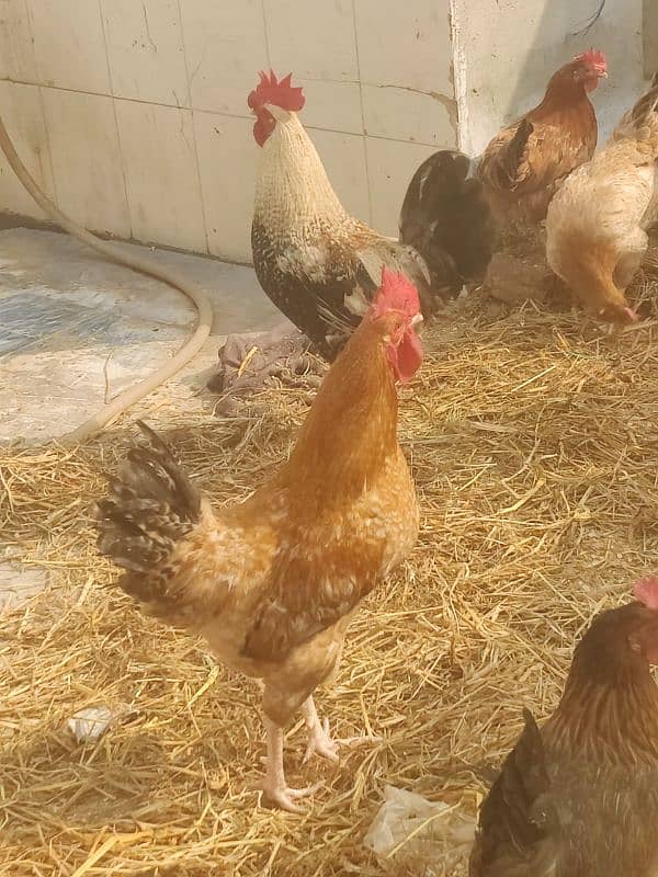 Hens egg lying and males for sale 3