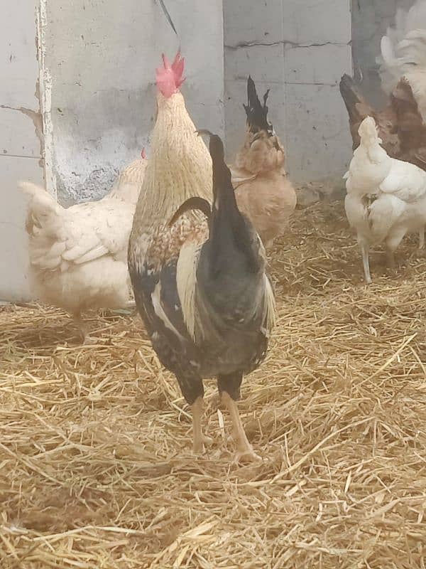 Hens egg lying and males for sale 4