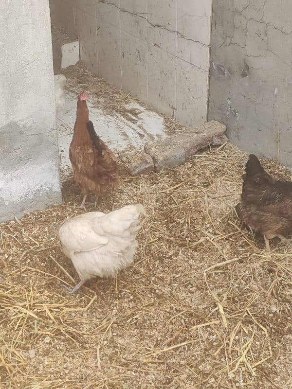 Hens egg lying and males for sale 5