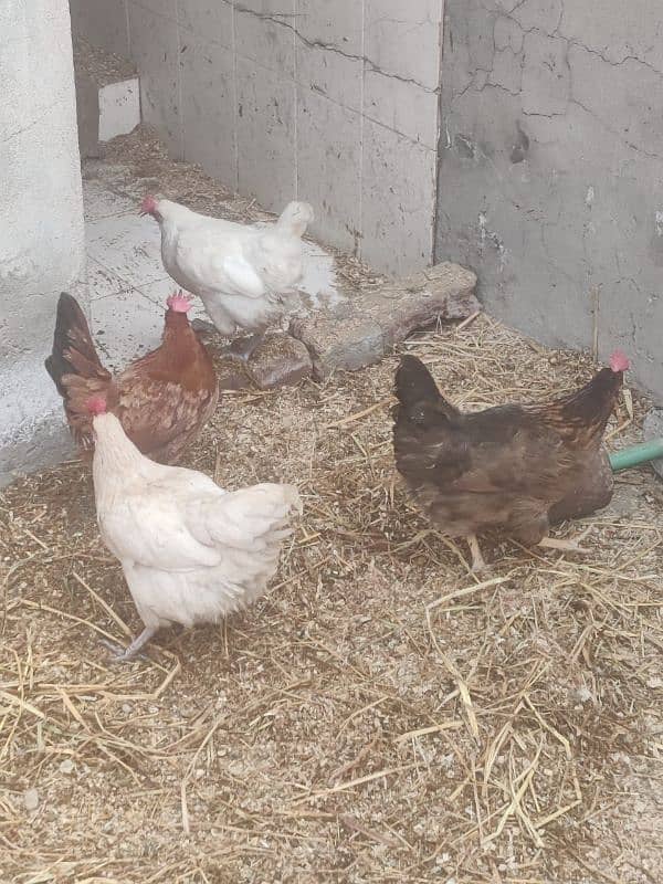 Hens egg lying and males for sale 6