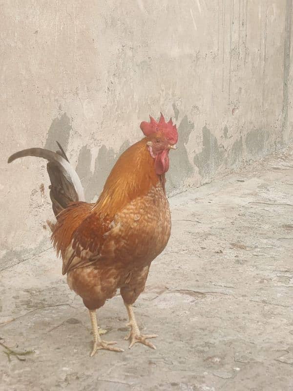 Hens egg lying and males for sale 7