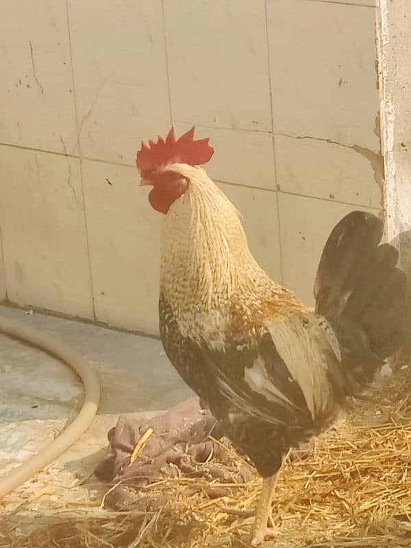 Hens egg lying and males for sale 8