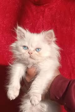 Persian kitten Blue eyes