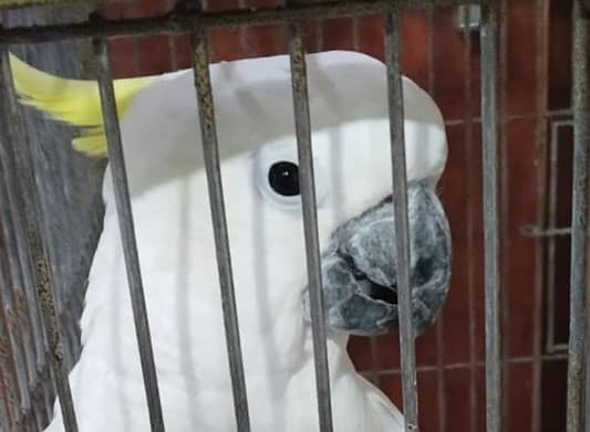 Cockatoo Parrot for sale 0