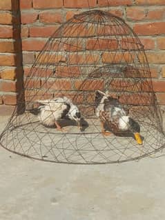 duck pair for sale first time eggs start Whatsapp 03155110956