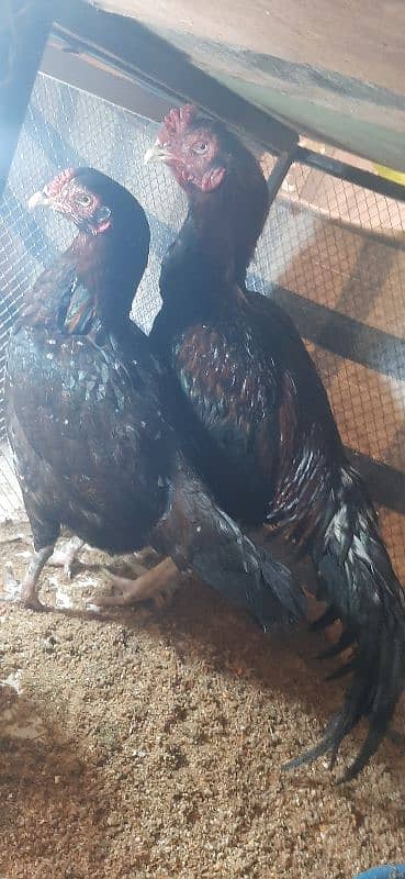 High quality Aseal Breeder Pair for sale 0