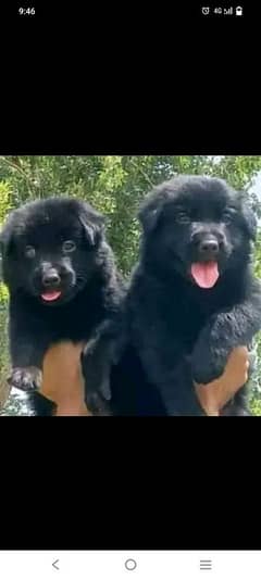 black german shepherd puppies available for sale