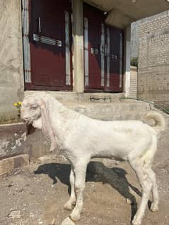 PURE RAJANPURI BAKRA  | Goat | bakra | GULABI |  | bakry | بکرا