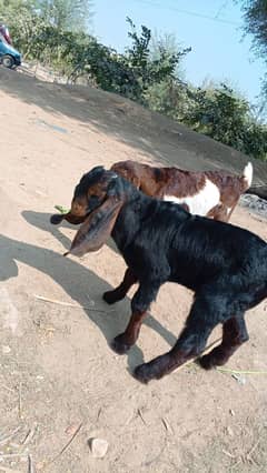 bakra for sale