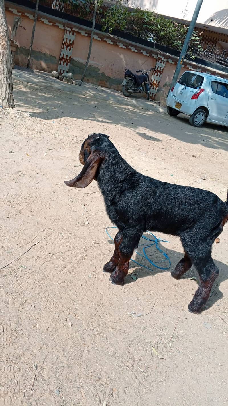 bakra for sale make a offer to make a deal 3