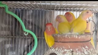 lutino lovebird breeder pair with 1 chick urgent sale excellent breed