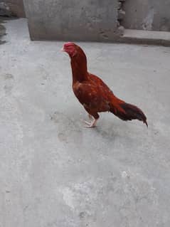 rooster for sale