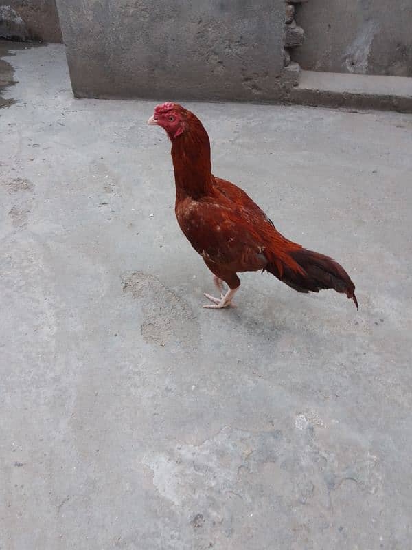 rooster for sale 0