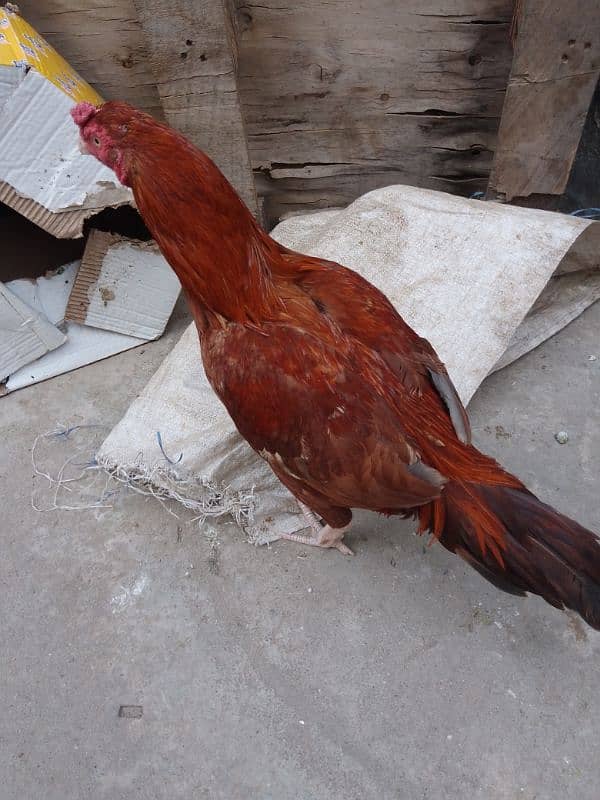 rooster for sale 1