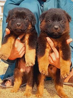 German Shepherd double coat Jodi 2 month for sale