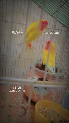 love birds pair for sale contact 03025425683