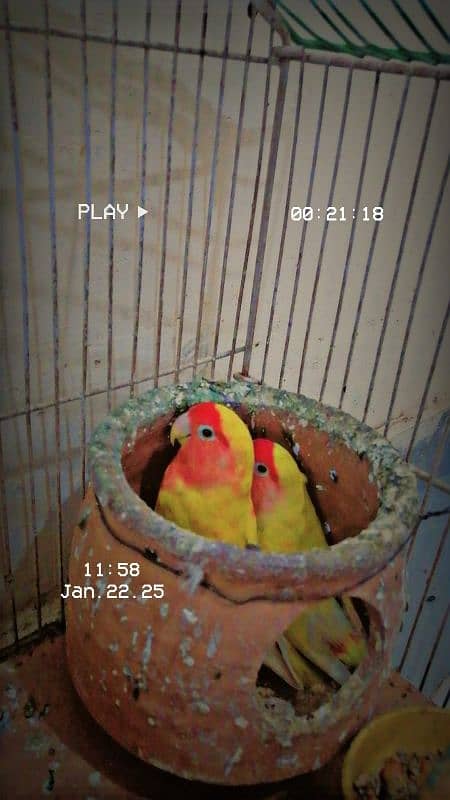 love birds pair for sale contact 03025425683 1