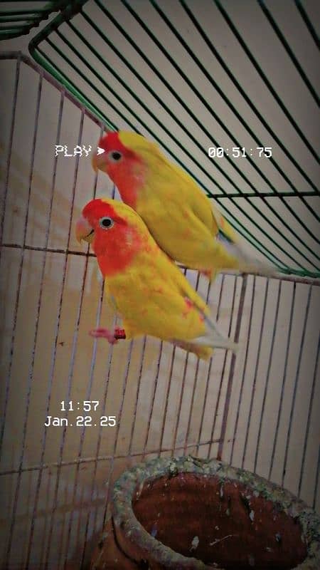 love birds pair for sale contact 03025425683 2