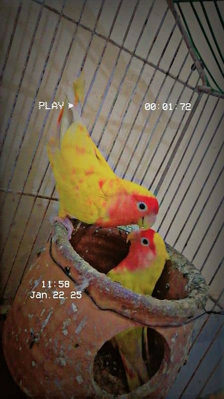 love birds pair for sale contact 03025425683 3