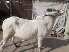 COW FOR SALE