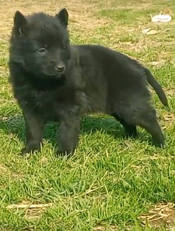 black German Shepherd long coat mail For sale 0