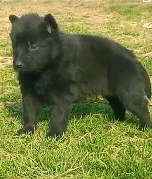 black German Shepherd long coat mail For sale 1