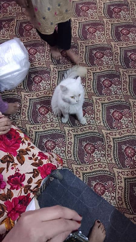 Persian cat 3