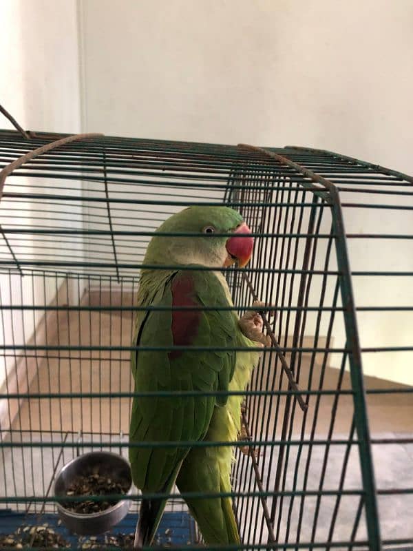 Kashmiri Raw Parrot 1