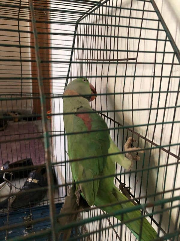 Kashmiri Raw Parrot 4