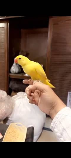 fully tamed yellow parrot self