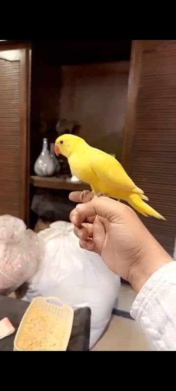 fully tamed yellow parrot self 1